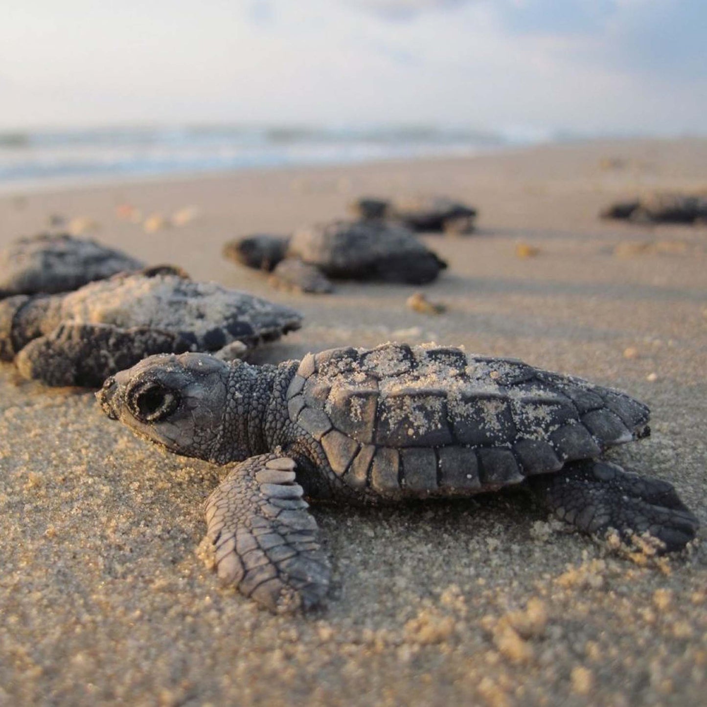 Baby Sea Turtle Magnets, Sea Life Magnets, Magnetic Sea Turtles, Gifts for Turtle Lovers, Baby Hatching Magnets, Turtle Gifts for Teachers - The Tool Store