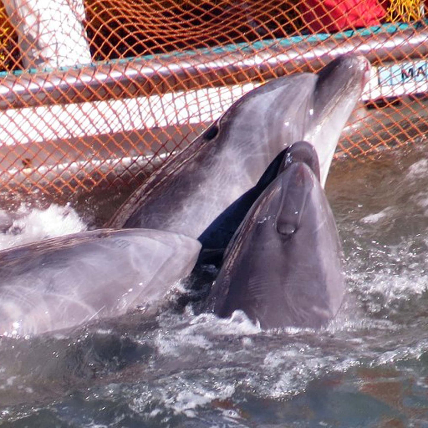Dolphin Christmas Ornament, Ocean Angel Dolphin Holiday Ornament, Conservation Ornament, Dolphin Angel Tree Ornament, Dolphin Gift - The Tool Store