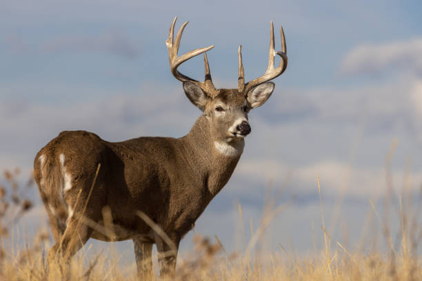 The Importance of Minerals and Dewormers for Whitetail Deer in Spring