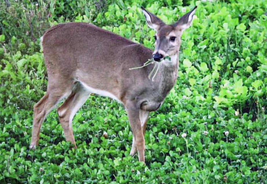 Springtime Food Plots for Whitetail Deer: Grow Nutrition, Grow Success