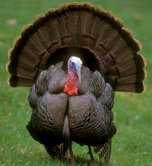 Choosing the Best Turkey Gun: 12 Gauge vs. 20 Gauge vs. .410 Gauge