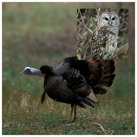 The Pros and Cons of Owl Hooting While Turkey Hunting