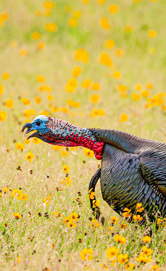Hung Up Toms: Why They Stop and How to Bring Them In
