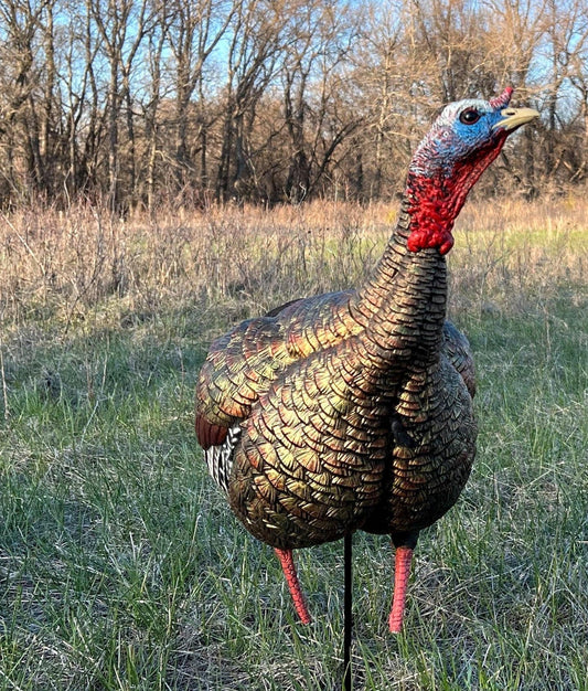 Should You Use Decoys When Turkey Hunting?