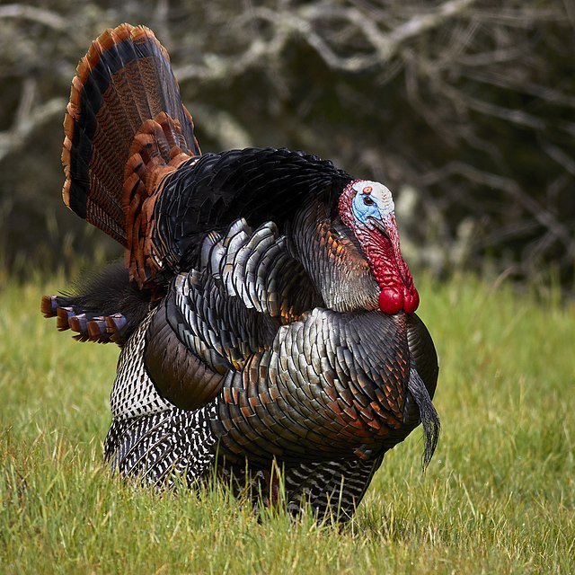 When the Woods Go Quiet: Turkey Hunting When They're Not Gobbling