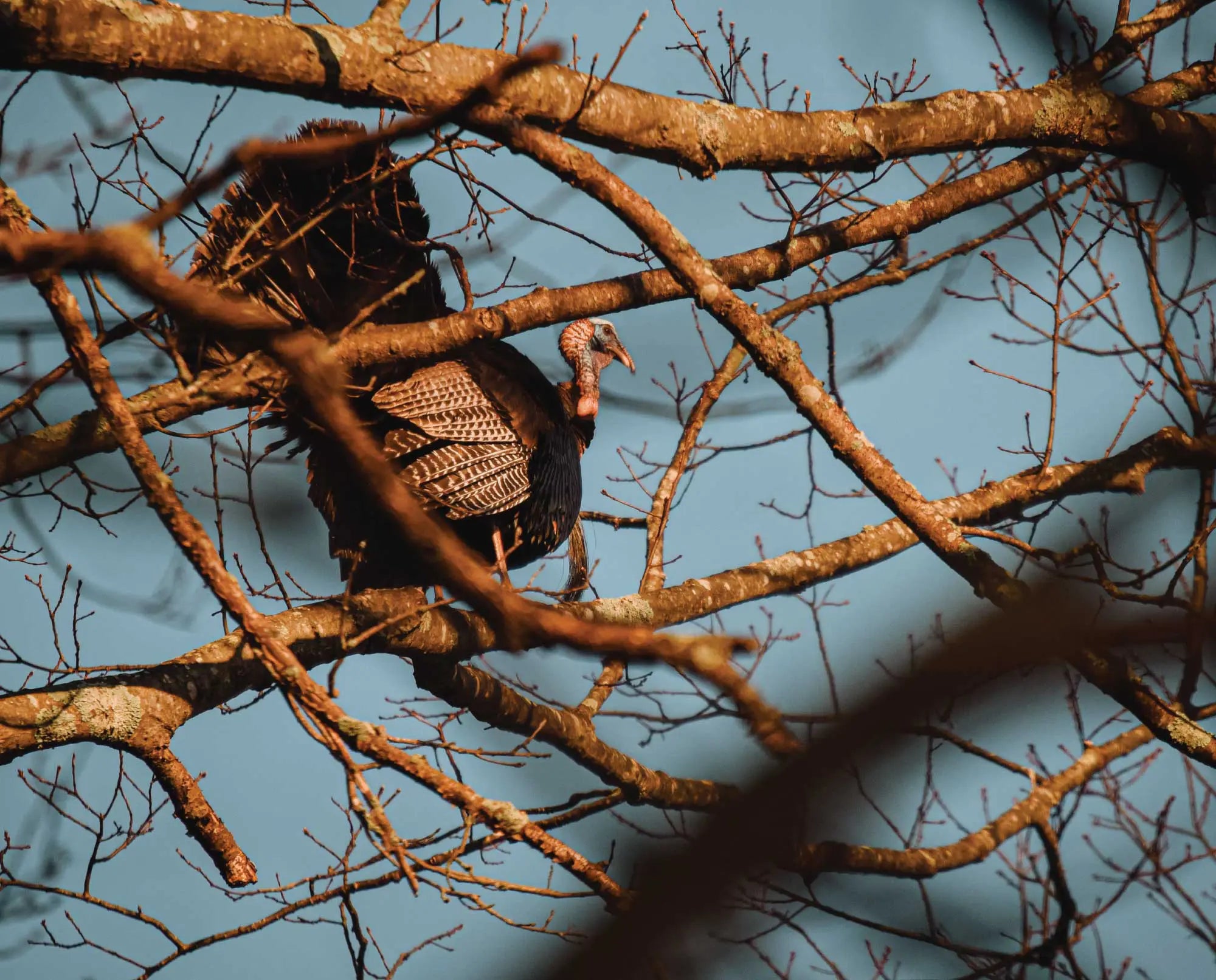 Pre-Season Turkey Scouting: Setting Yourself Up for Success | The Tool ...