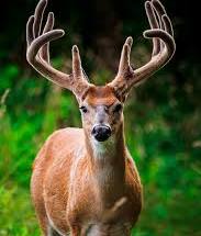 The Importance of Minerals and Dewormers for Whitetail Deer in Summer