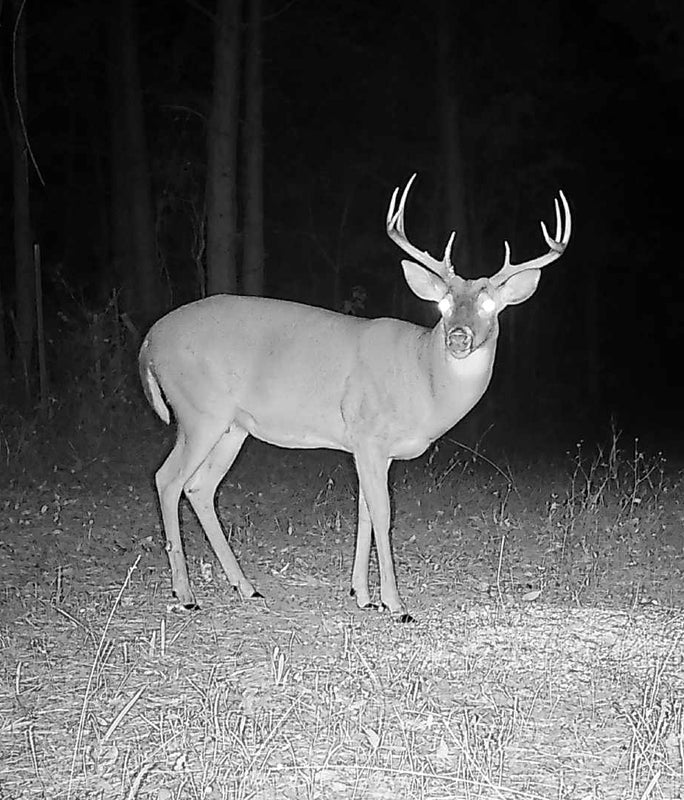 Dead Stop Buck Juice