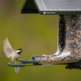 FeatherSnap Scout – Wi-Fi Solar Powered Smart Bird Feeder