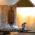 FeatherSnap Scout – Wi-Fi Solar Powered Smart Bird Feeder